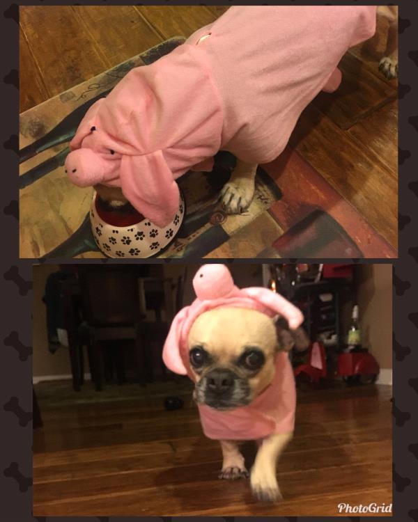 /Images/uploads/PUG NATION RESCUE OF LOS ANGELES/2019pugcalendar/entries/8461thumb.jpg